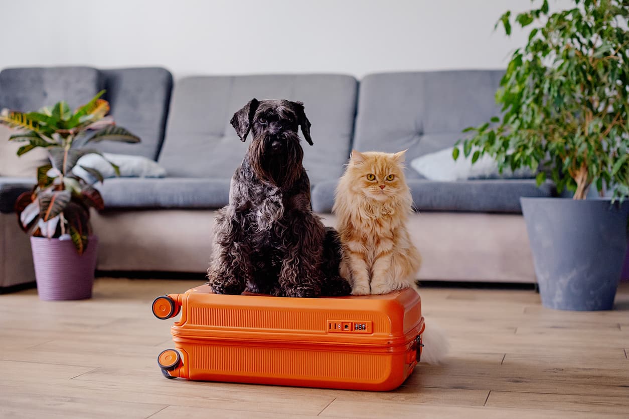 A dog and cat sitting on a suitcase, ready for travel. Discover everything you need to know about pet travel documents, notarization, and Apostille with NotaryPublic24.